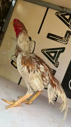 Frango índio bico curto bola?