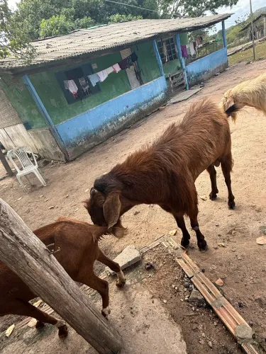 Troco bodes por cabra 