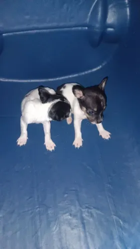 Pinscher n1