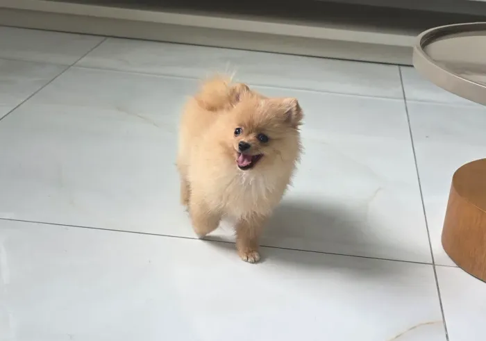 Fêmea linda de Lulu da Pomerânea anã