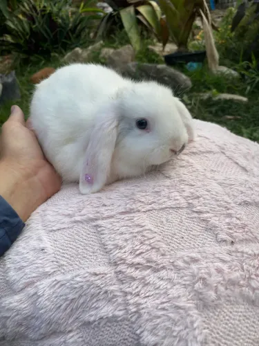 Coelhinho Mini Lop fêmeas fofinhas 