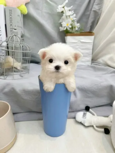 Cãozinho Maltês miniatura de linhagem selecionada e dócil