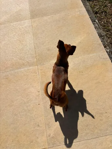 cachorro Pinscher