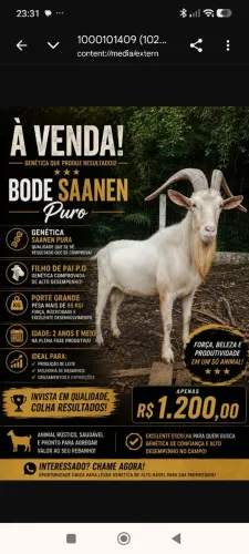 Bode Sannem de ótima linhagem 