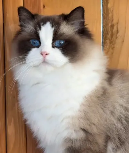 Ragdoll bicolor* filhote 