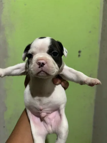Buldogue francês premium