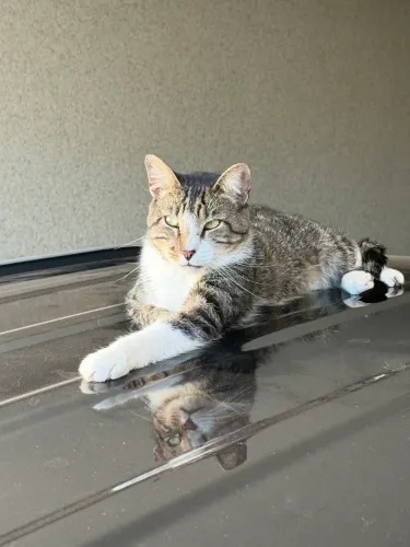 Gatinho pra adoção