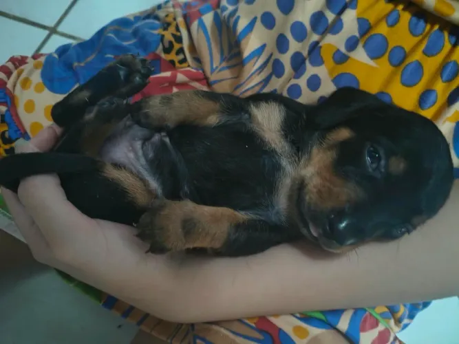 Vendo Filhote daschund salsicha cofap