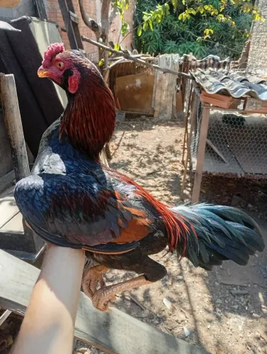 Frango índio cbt