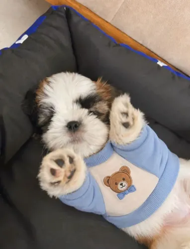 Shih tzu macho