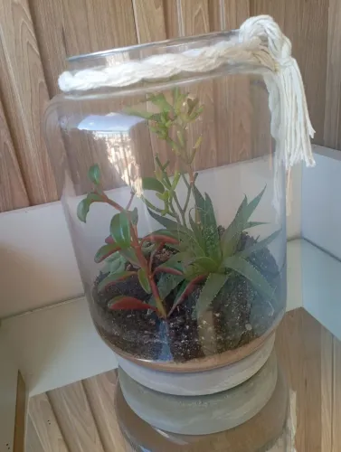 Decorações/Plantas