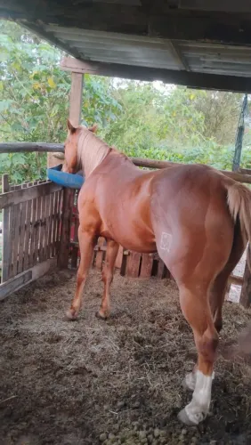 Vende se cavalo Quarto de Milha 
