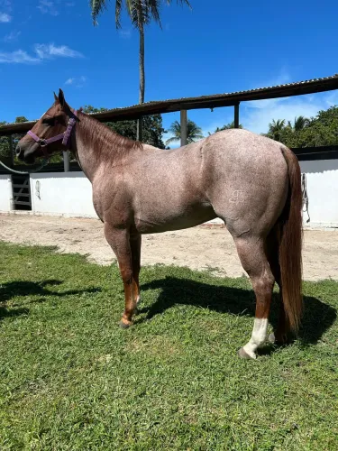 Cavalo quarto de milha