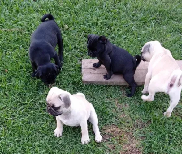 Pug,Pug Filhote Saudável Excelente Companhia