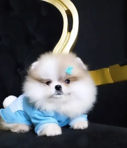 Spitz Alemão Anão Lulu da Pomerânia PARCELO ATÉ 18X COM TAXAS