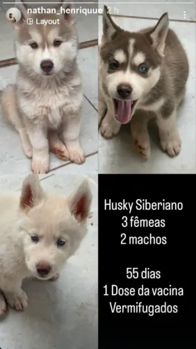 Filhotes husky 