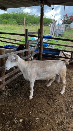 Carneiro White Dorper puro