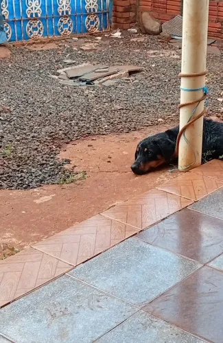 Rottweiler