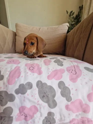 Feminha mini dachshund