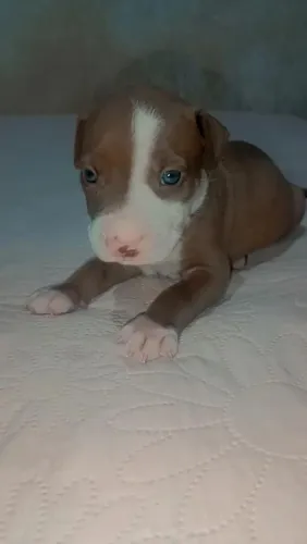 Vende-se cachorro Pitbull
