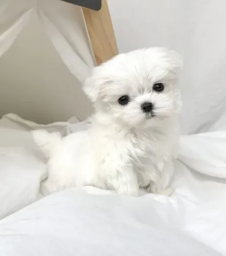 Maltes Um amigo que se torna parte da casa