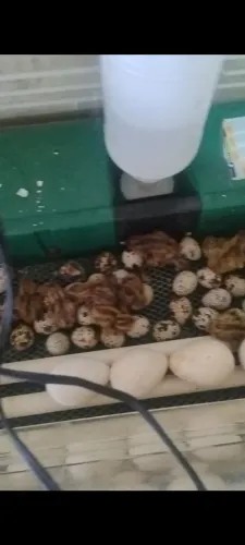 Chocadeira Premium ecológica