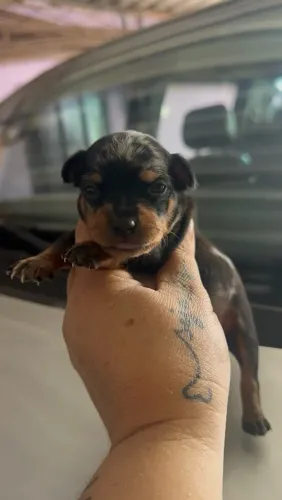 Vendo
