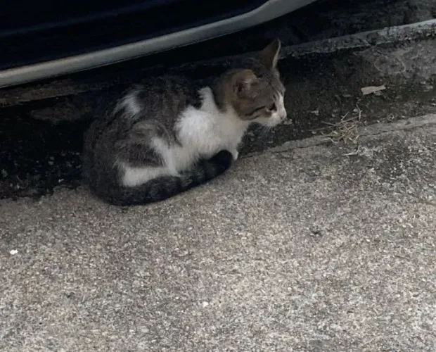 Gatinho filhote para adoção 