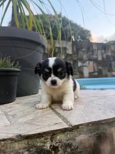 Chihuahua 