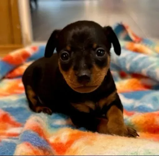 Filhotes Pinscher/ Pincher super dócil e de linhagem selecionada