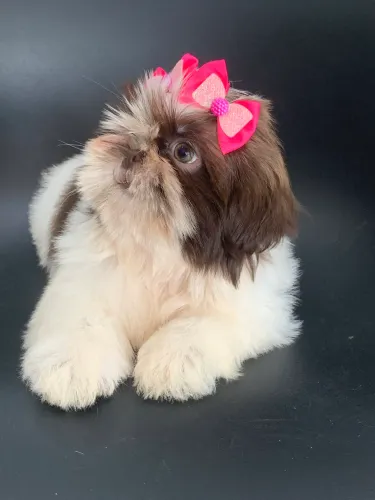 Shih tzu filhotes