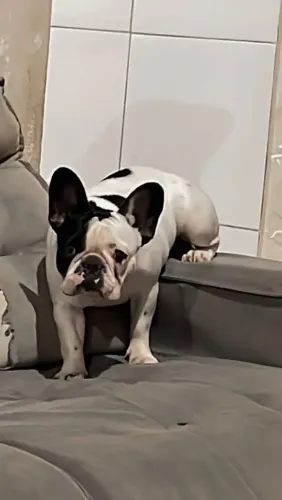 Buldogue francês fêmea 