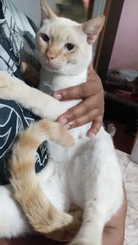 (DOAÇÃO) Gato macho branco cm laranja 