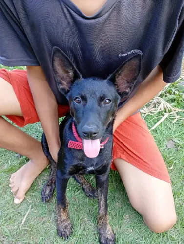 Doação de cachorro filhote.