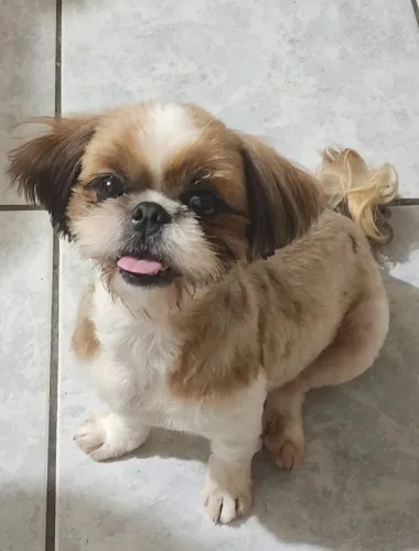Shih Tzu Fêmea Adulta Maravilhosa