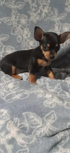 PINCHER 000