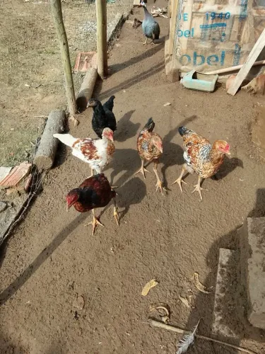 Vendo frango caipira