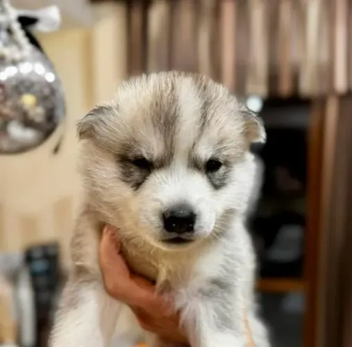 Filhotes de Husky Siberiano | Um filhote que faz diferença.