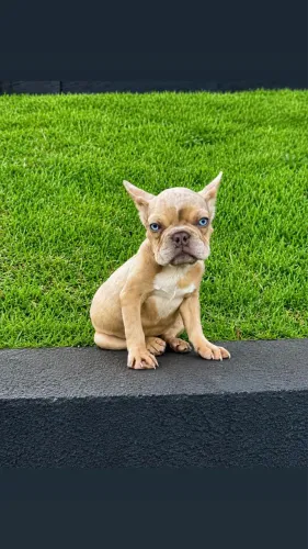 Filhote Fêmea Bulldog Francês Lilac Isabella