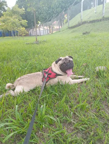 Cachorro