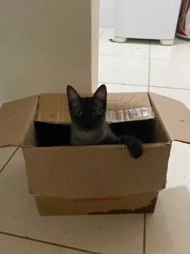 Doação Responsável - Gata Jovem