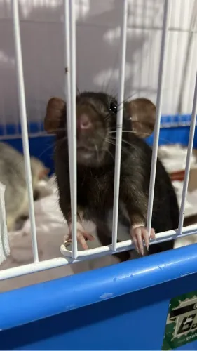 Ratas Twister