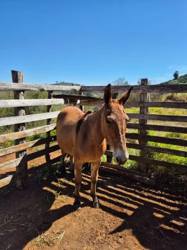 Animais de serviço, burros.