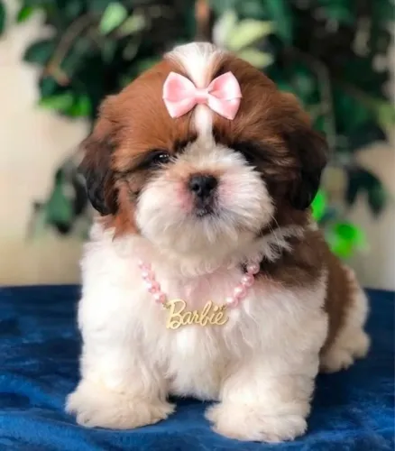 shitzu fêmea mini