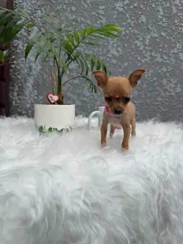 Pinscher 0 fêmea