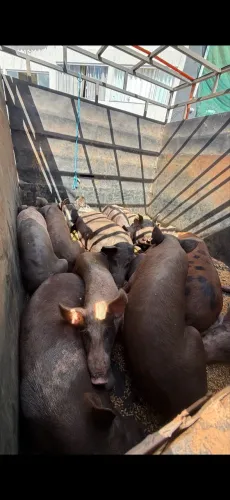 Porcos 13 reais o kg todos os tipos e qualidade