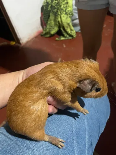 porquinho da índia