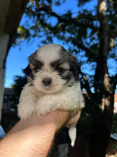 Filhote shihtzu pedigree