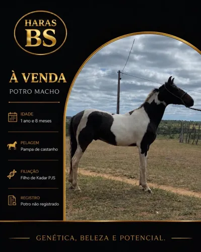 Cavalo mangalarga