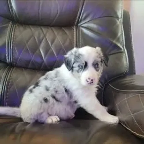 Border Collie,Border Collie Filhote Disponível Alta Qualidade
